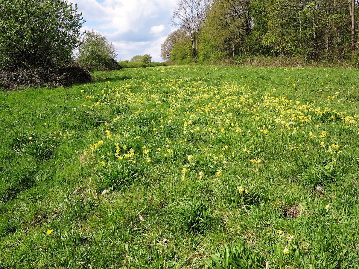 We are a community volunteer group supporting the management of our local green space for the benefit of the community.