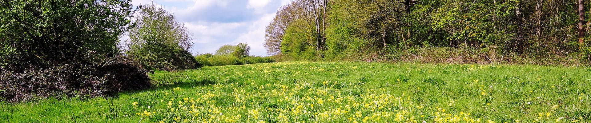 We are a community volunteer group supporting the management of our local green space for the benefit of the community.