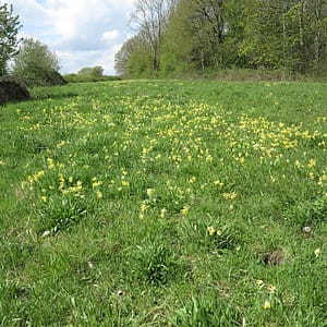 We are a community volunteer group supporting the management of our local green space for the benefit of the community.