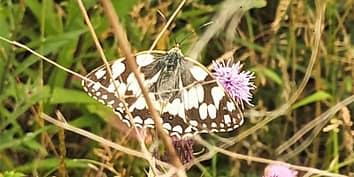 We are a community volunteer group supporting the management of our local green space for the benefit of the community.