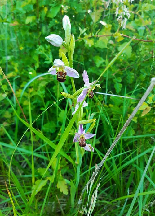 We are a community volunteer group supporting the management of our local green space for the benefit of the community.