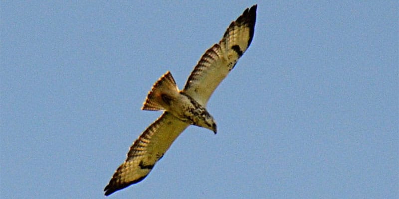 We are a community volunteer group supporting the management of our local green space for the benefit of the community.